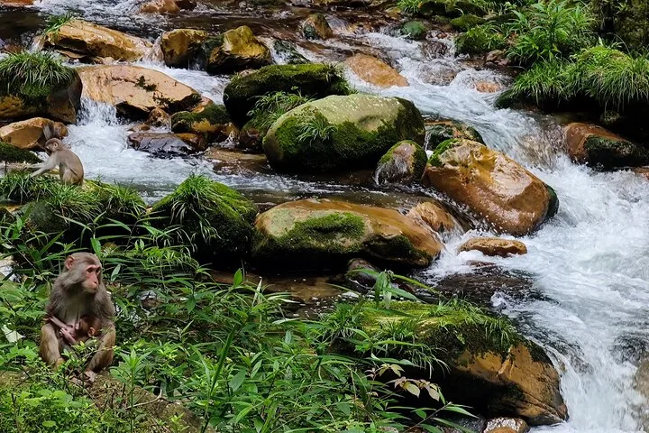 Macaque monkeys sitting by a rocky stream in the forest